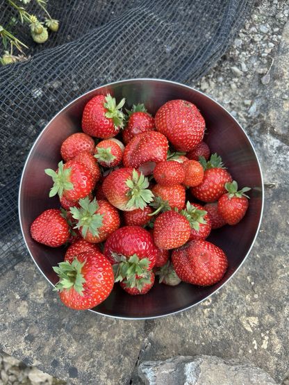 Fraises du potager