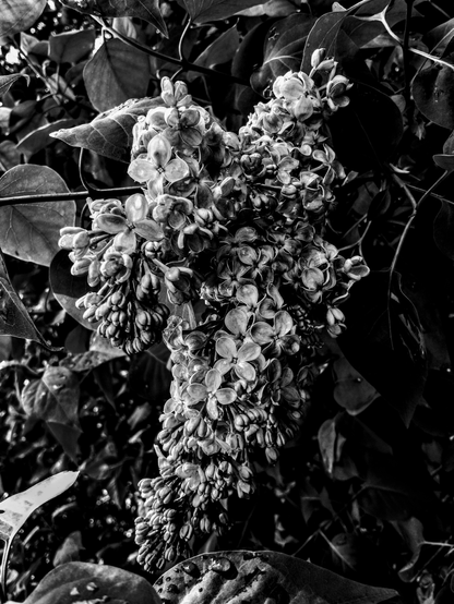 Black and white floral photography