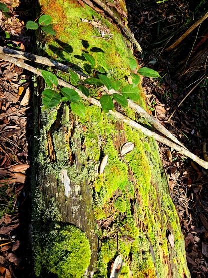 A fallen log covered in moss, lit up a golden lime green by a morning sunbeam. Dharug and Gundungurra country.