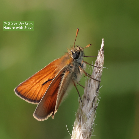 Photo of a male Small Skipper Butterfly at rest, head uppermost, on the side of a grass seed-head which is leaning slightly to the right of the image, with the Butterfly on the left side of it. The Butterfly is small and hairy and we are looking at him side-on. His wings are open and, as is typical for this and closely related Skipper species, the lower wings are held flat, while the upper wings are held at an angle. The upper sides of the those wings are a bright orange-brown colour, with a fairly short dark streak (the scent scales, borne by the males of the species) near the middle.