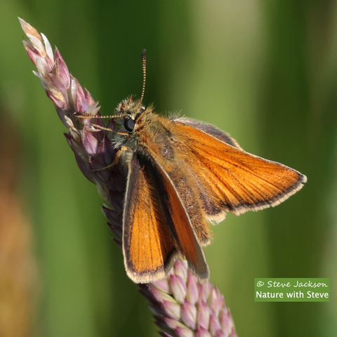 Photo of a female Small Skipper Butterfly at rest, head uppermost, on the side of a grass seed-head which is leaning slightly to the left of the image, with the Butterfly on the right side of it. The Butterfly is small and hairy and we are looking at her side-on and a little from above. Her wings are open and, as is typical for this and closely related Skipper species, the lower wings are held flat, while the upper wings are held at an angle. The upper sides of the those wings are a bright orange-brown colour.