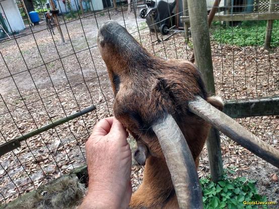 A close-up of a brown goat with horns and tiny ears, as her head it tilted up towards the sky while her human scratches the left side of her face.