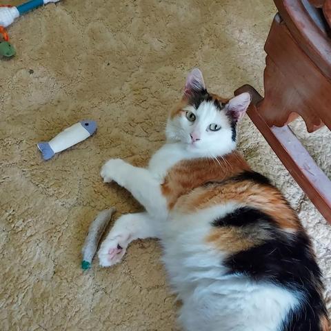 A pregnant calico with green eyes, a pink nose, and white whiskers lies on a yellow carpet with her cat toys. 