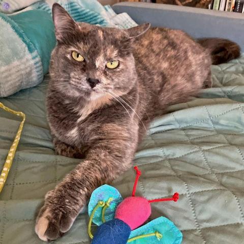 A dilute tortoiseshell cat reclines on a sage green comforter, one foreleg stretched out to touch a felt bumblebee cat toy, with skeptical golden eyes looking upwards at the camera person, illustrating Unbreeds: the Regional Barn Cat.
