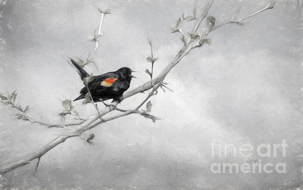 Honored that "A Song Of Spring" has won first place in the 6/16/2025 contest "Selective Color Only - Spring Birds" held by the Selective Color - No AI or Sepia- 3 per day Max group. Many thanks to contest administrator, Al Bourassa, and everyone who voted for my contest. Congratulations to the other winners!

At my #FineArtAmerica website here:  https://fineartamerica.com/featured/a-song-of-spring-lois-bryan.html

#art #giftideas #redwingedblackbird #birds #nature #wildlife #wildbirds #NotAi #LoisBryan 