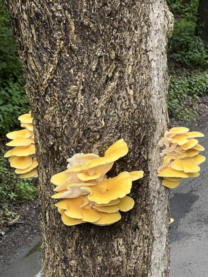 bright yellow mushrooms sprout from the trunk of a tree in waterlogged woods