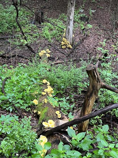 bright yellow mushrooms are everywhere in the woods right now—at the base of a tree, along a fallen log….