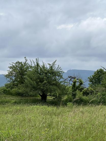 the clouds lifted enough to glimpse the Shawangunk ridge in the distance, between trees in one of NY state’s famous apple orchards
