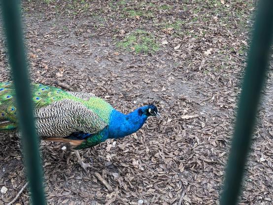 Un paon en cage.
