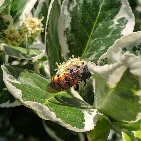 A closeup photo of a very large wasp on a. It is back towards the camera facing right.. It is yellow and black and hairy. The plant foliage is green and white and shiny.