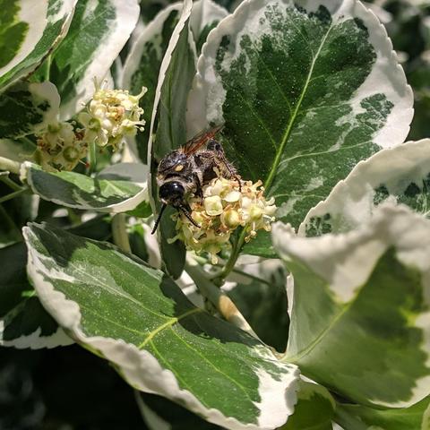 A closeup photo of a very large wasp on a flower. It is facing towards the camera on top of the flower cluster. It is yellow and black and hairy. The plant foliage is green and white and shiny.