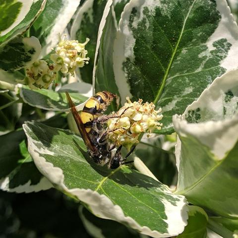 A closeup photo of a very large wasp on a clustery white-ish flower. It is upside down with it's left side towards the camera. It is yellow and black and hairy. The plant foliage is green and white and shiny.
