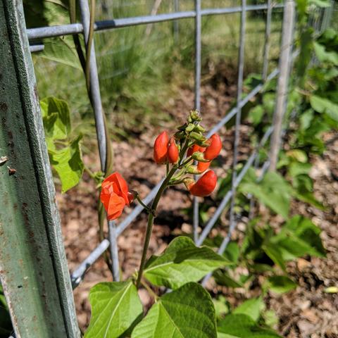 Scarlet red flowers on a bean plant that is wrapped around a trellis it is climbing. One flower is sort of open and the others are not really open.