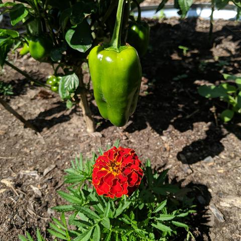 A single orange marigold blossom in a sweet pepper bed. There is a green colored pepper above the flower.