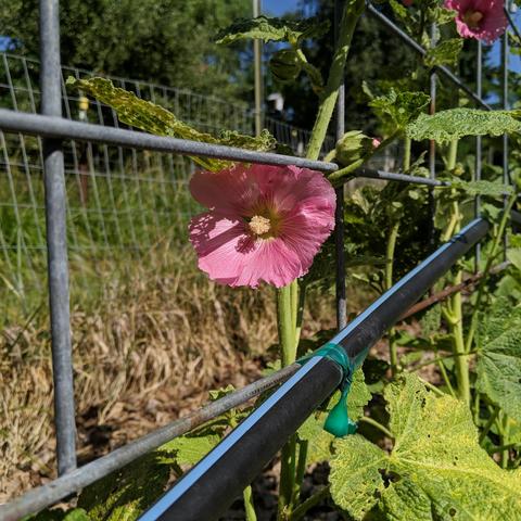 A pink hollyhock blossom. The leaves of the plant is full of holes from bugs that chew holes in them. There is a  blue stripe poly irrigation pipe below the flower that is secured to a 10-line cattle panel trellis with green tie tape.