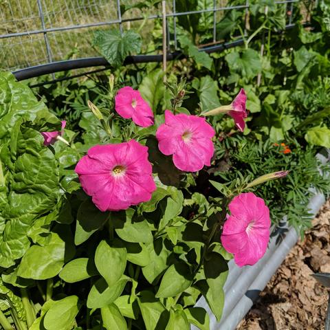 About a half dozen hot pink colored petunia flowers in a raised garden bed alongside beetroot, melons, marigolds, and much much more.