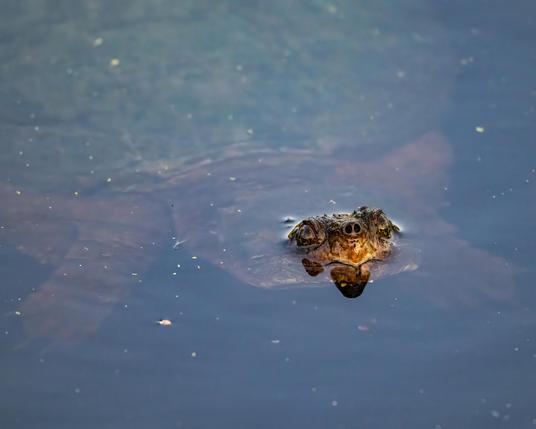 A photograph of a snapping turtle raising its eyes and nostrils out of the water. 
