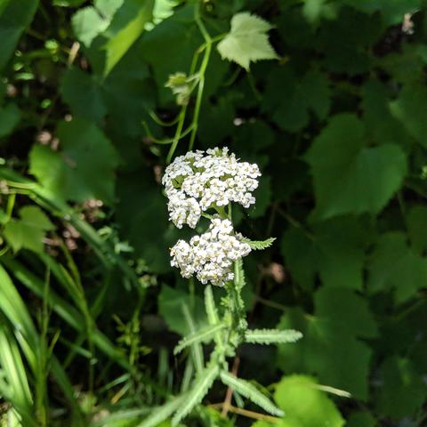 Small clusters of small white flowers near a grapevine. Centers are yellow, leaves are a bit fern'y.