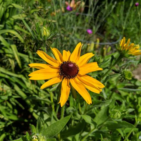 A yellow flower with dark center. It has more than a dozen long slender petals that are sort of curled and kinda irregular around the center.