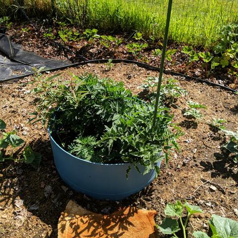 The blue center planter in the hexagon raised bed. It has some fireweed plants, or willowherb, marigolds, and a single tomato plant that has a green stake next to it. There is a row of strawberry plants beyond the raised bed.