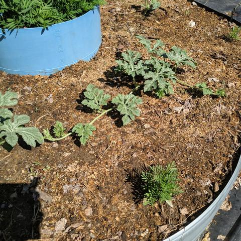 A larger watermelon plant that is vining out in a couple of directions. There is a marigold plant near and far on the edge of the raised hexagon shaped bed and a 35 gallon blue planter beyond to the left and the single small plant previously shown in the distance.