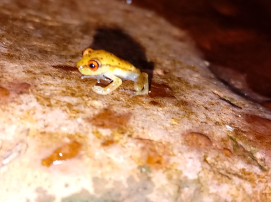 A little froggy, pale yellow with black dots, sitting on a rocky surface, looking somewhat self-conscious about being photographed.