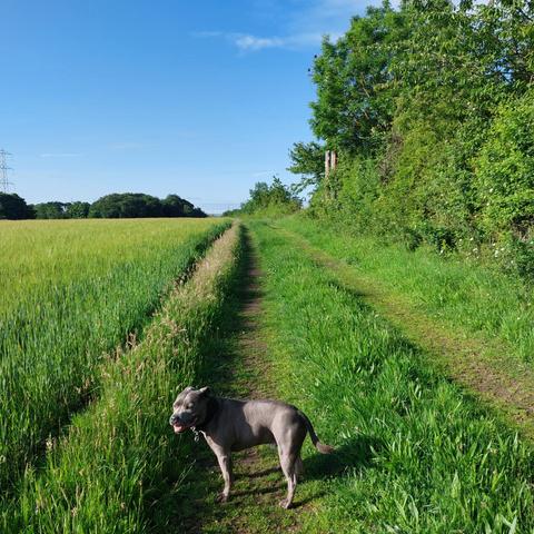 On the right is a row of trees, then a path with a strip of grass up the centre. A handsome blue staffy dog stands on the left of the path, then there is a field with (I think!) wheat growing in it. At the back left is a far away row of dark green trees.