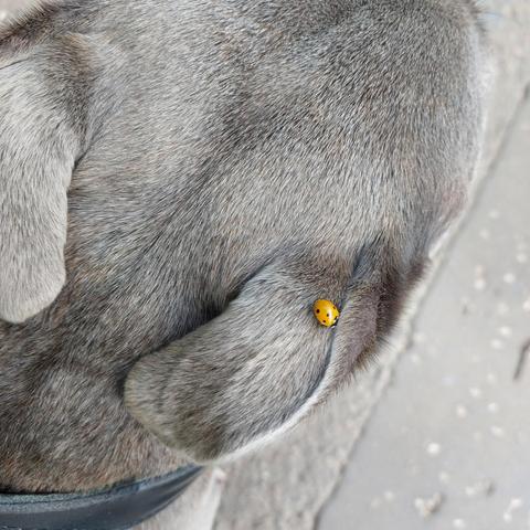 The top of the head of a blue staffy dog, with an orange ladybird on his right ear.