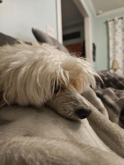 Little white dog resting on a blanket on my lap.