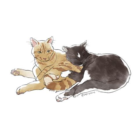 An orange and black cat snuggling 
