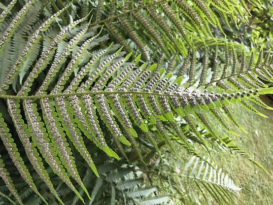 A fern leaf