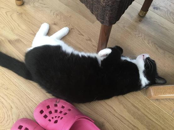 Black and white cat lying on the ground
