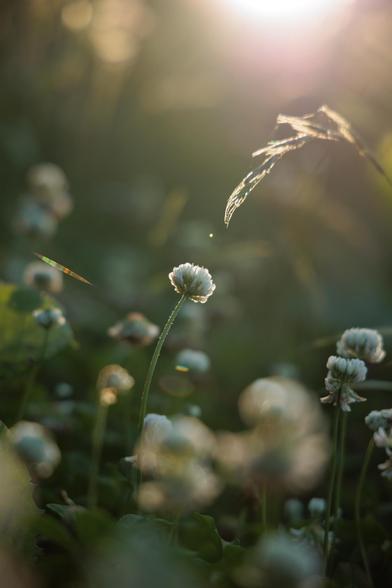A close-up of white clover flowers illuminated by soft sunlight, surrounded by green leaves and blurred grass in the background.