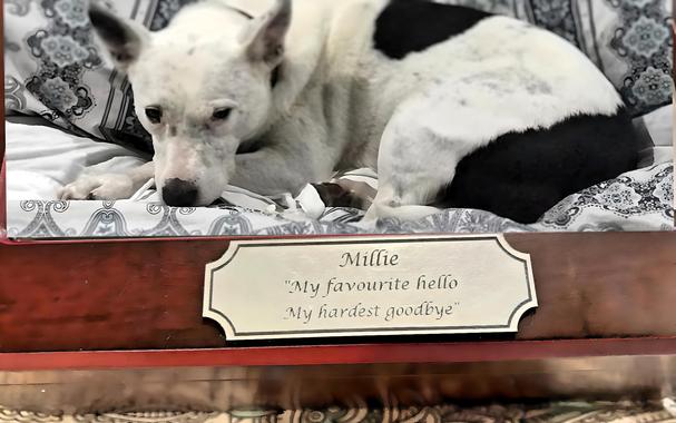  A profoundly tender and loving tribute to Millie, captured in a close-up photo of her memorial box containing her ashes. The image shows a polished, reddish-brown wooden box, a final, beautiful resting place for a cherished soul. In the lid, a precious photo preserves her memory: Millie is resting, a beautiful white dog with soft black patches and a gentle, soulful expression, a forever-loved baby girl. 


Below her beloved image, a silver-coloured plaque holds the words that speak for a broken heart. It is engraved with her name, "Millie," and the heartbreaking tribute that defines this journey of love and loss: "My favourite hello. My hardest goodbye." 


The inscription is a permanent testament to a bond cruelly broken by a cruel malicious murder, a life that was the brightest of greetings, and a loss that is the most painful of all farewells. A promise that justice will be sought and she will never, ever be forgotten.