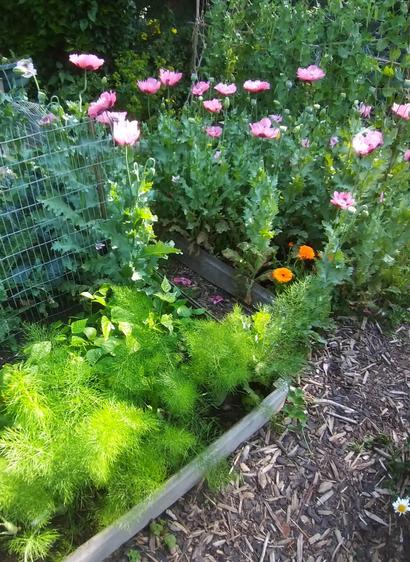 A wooden edged raised bed full of bright pink opium poppies. In the foreground is a row of feathery fronds of fennel  and bush bean plants. A single pot marigold plant stands out with it's bright orange daisy flowers. Behind the poppies is a row of heritage Carlin peas with pods developing.
