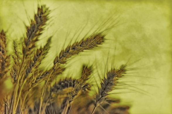 Golden stalks of wheat reach upward against a soft green background, creating a serene and rustic scene. The detailed heads of the wheat are prominently featured, highlighting the intricate patterns of the kernels and fibers.
