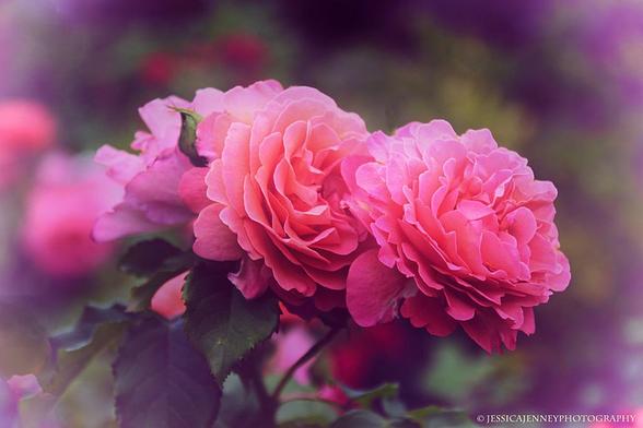 Soft pink roses bloom vibrantly against a blurred background, creating a dreamy and romantic atmosphere. Lush green leaves enhance the delicate petals, adding depth and contrast to the composition.