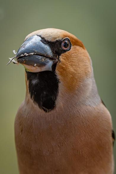 This is a close-up profile view of the upper part of a male hawfinch against a dark green background. The bird has fragments of crushed sunflower seed shells on its beak.