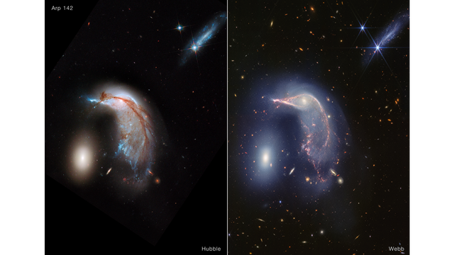 Frame is split down the middle: Hubble’s visible light image at left, and Webb’s near-infrared image at right. Both show the Egg at left and the Penguin at right. In Hubble’s view, the Penguin is highly detailed, with a bright blue beak, body, and tail that is covered in an arc of bright brown dust. The Egg, to its left, appears bright, gleaming yellowish white. At top right is another galaxy seen from the side, about as long as the Egg’s height. Dozens of galaxies and stars appear in the background. Webb’s near-infrared image shows the Penguin’s beak, head, and back in shades of pink. It’s tail-like region is more diffuse, and a mix of lighter pinks and blues. The Egg appears slightly larger in blue layers. A semi-transparent blue forms an upside down U over top of both galaxies. At top right, an edge-on galaxy has many more pinpricks of light, which are stars. Thousands of galaxies and stars appear in the background. Some galaxies are shades of orange, while others are white.