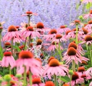 All different colors of wild flowers growing in a field 