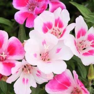 Beautiful pink and white wildflowers