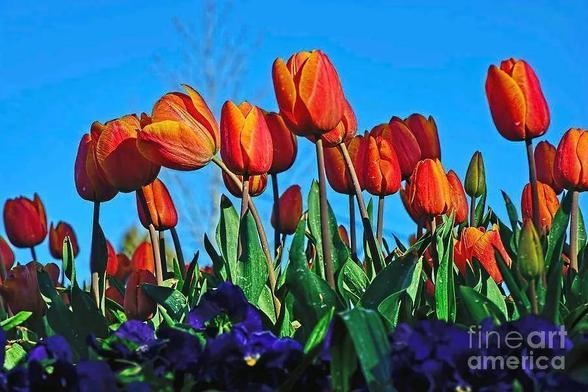 A garden of variegated orange yellow Tulips before a clear blue sky with a foreground of violets.
By Kaye Menner Photography
THE FINE ART AMERICA LOGO WILL NOT APPEAR ON PURCHASED PRINTS OR PRODUCTS.

The tulip is a perennial, bulbous plant with showy flowers in the genus Tulipa, of which up to 109 species have been described and which belongs to the family Liliaceae. The genus's native range extends from as far west as Southern Europe, Anatolia (Turkey), Israel, Palestine, North Africa, and Iran to the Northwest of China.

I visited the Bowral Tulip Festival (Tulip Time) on 17.9.14 which is very well known for its colorful and wide variety of beautiful tulips and pretty gardens. It is held at Corbett Gardens which is celebrating its official opening 100 years ago in 1914.
Bowral is a beautiful old town in New South Wales, Australia.

Tulip Time is the famous Southern Highland's flower Festival in Bowral.
This year Tulip Time will be celebrating its 54th Annual Festival along with the color Yellow.

This 13 Day event is a must see for all Tulip lovers who visit New South Wales, Australia. 