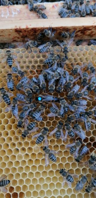 Eine Wabe mit Bienen welche sich in Kreis um die Königin versammelt haben. Die Königin trägt auf dem Rücken ein blaues Plättchen mit der Nummer 988