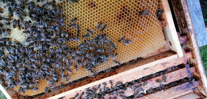 Eine Aufnahme einer Bienenwabe. Auf der Wabe sitzen viele Bienen, ca in der Mitte ist die blau markierte Königin zu sehen 