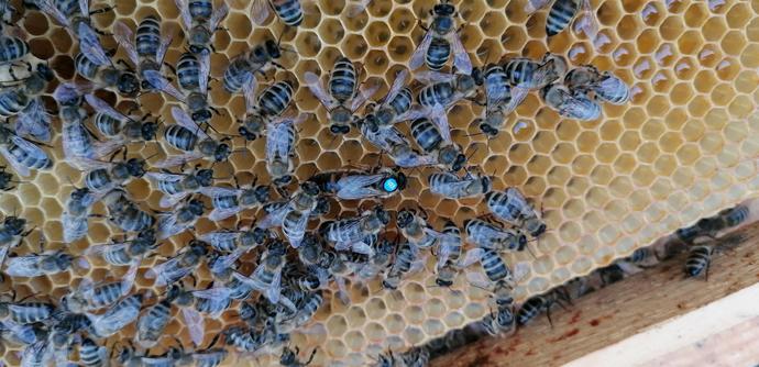 Eine Wabe mit Bienen welche sich in Kreis um die Königin versammelt haben. Die Königin trägt auf dem Rücken ein blaues Plättchen mit der Nummer 988