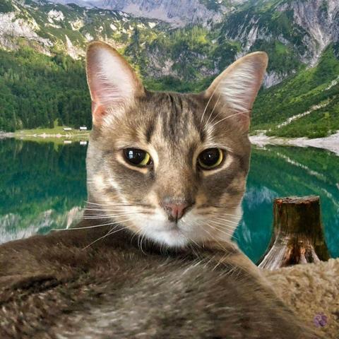 A big-eared teen cat, gray tabby, has their head and shoulders superimposed over a scene of a mountain lake, like a promotional poster lacking graphics.