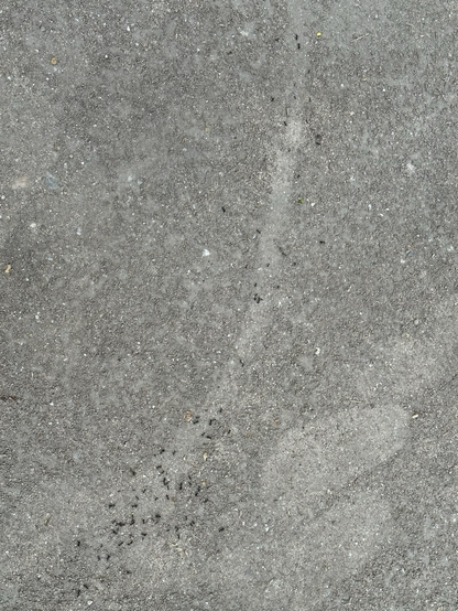 Ants on the sand surface, Tordesillas.