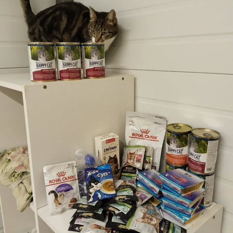 Cat food 