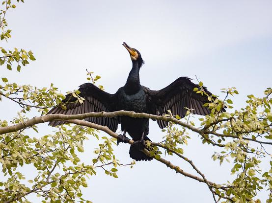 Ein Kormoran sitzt mit zum trocknen weit ausgebreiteten Schwingen und in die Höhe gerecktem Hals auf einem Birkenast