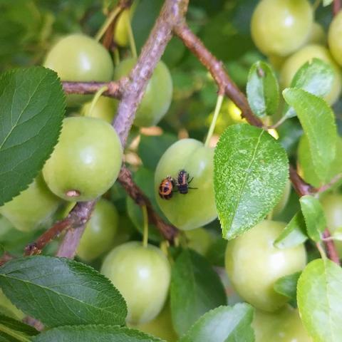 Two ladybirds in larval and pupal stage are perched on an unripe cherry plum.